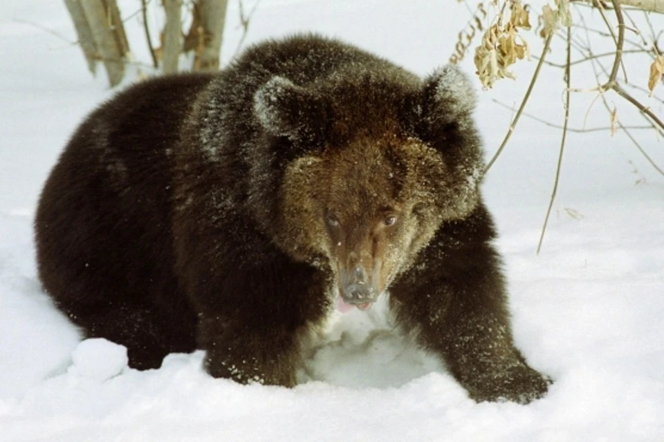 За нынешнюю зиму уже не первый медведь просыпается раньше срока в Заполярье.