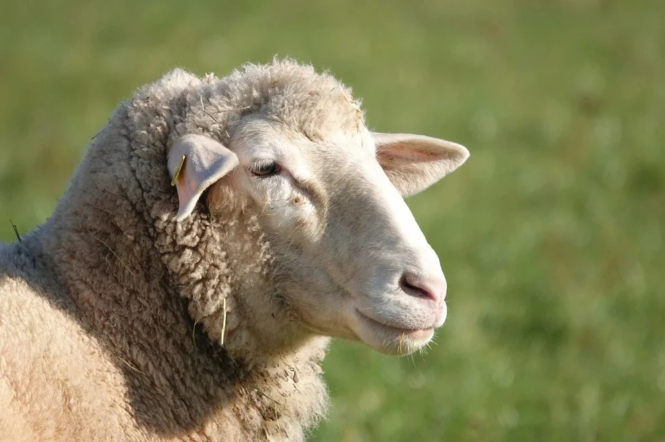 В Астраханской области злоумышленники крали овец и прикрывались «чупакаброй»