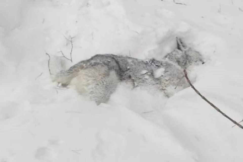 Животных нашли в снегу - все они были отравлены. Фото: Оксана Малашкевич.