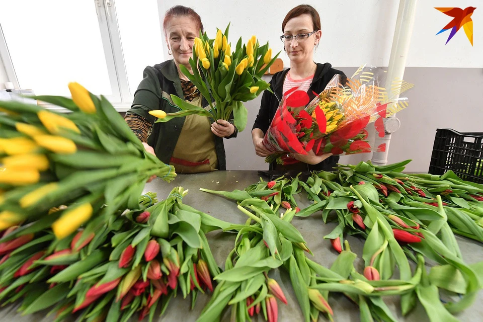 Минский парниково-тепличный комбинат подготовил тюльпаны и розы к 8 Марта.