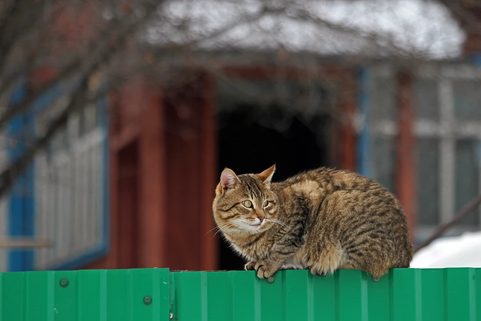 Кот выходи