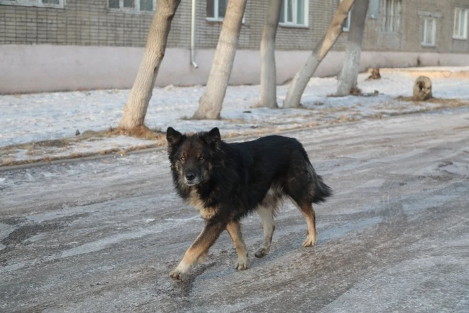 Четвероногого теперь должны отловить.