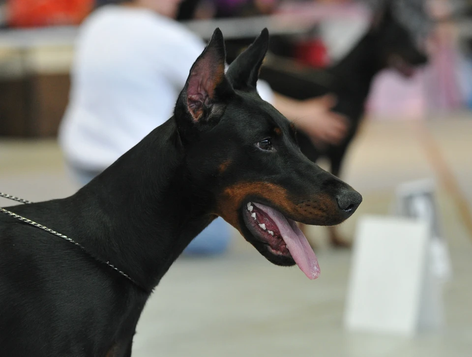 Собака породы доберман. Фото: архив КП