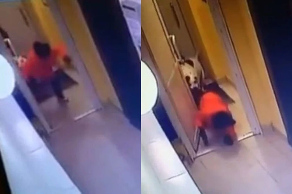 В Новосибирске бойцовская собака напала на ребенка. Фото: Кадр из видео