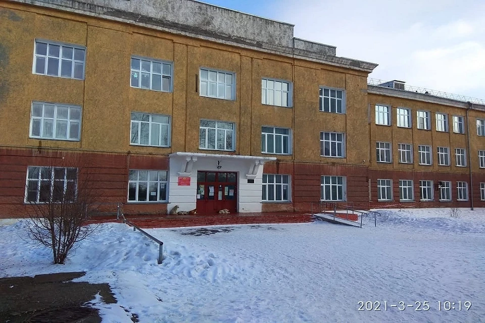 Жители города Обь боятся бездомных собак, которые атакуют детские учреждения. Фото: "Город Обь Онлайн".