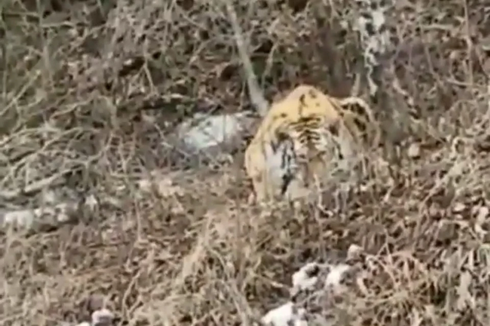 Полосатый хищник буквально слился с пейзажем. Скриншот видео Facebook Центр «Амурский тигр»