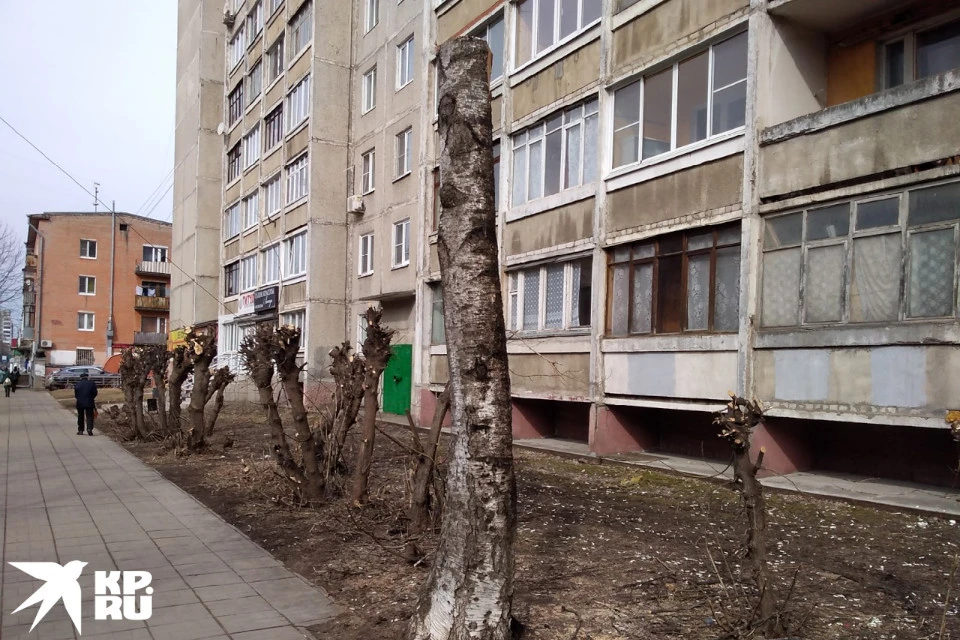 Так сейчас выглядит одна из берёз на улице Горького.