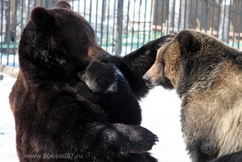 Пятисотграммовое чудо природы: медведица Маша из зоосада в Хабаровске родила медвежонка