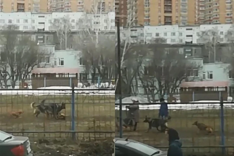 Жители Кировского района Новосибирска жалуются на собачников, выгуливающих питомцев на спортплощадке школы.