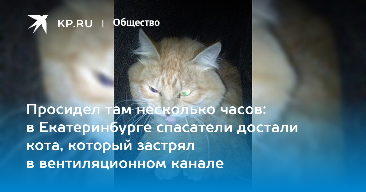 Как вытащить кота из под ванной