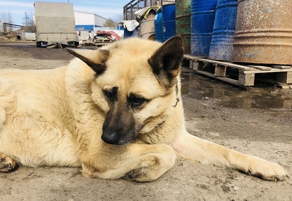 Приют череповец. Спас Череповец приют для животных. Собаки в приюте спас Череповец. Животные в Череповце. Приюты для животных в Череповце фото.