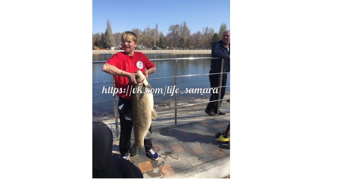 В Самаре на Металлурге из озера в парке выловили огромную рыбину