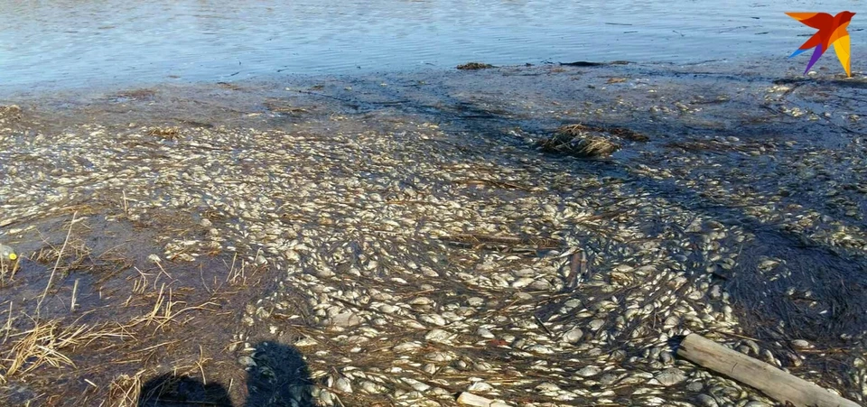 Озеро в Пугачевском районе заполнилось мертвой рыбой. Фото «Пугачевский район. Интересное» в ВК