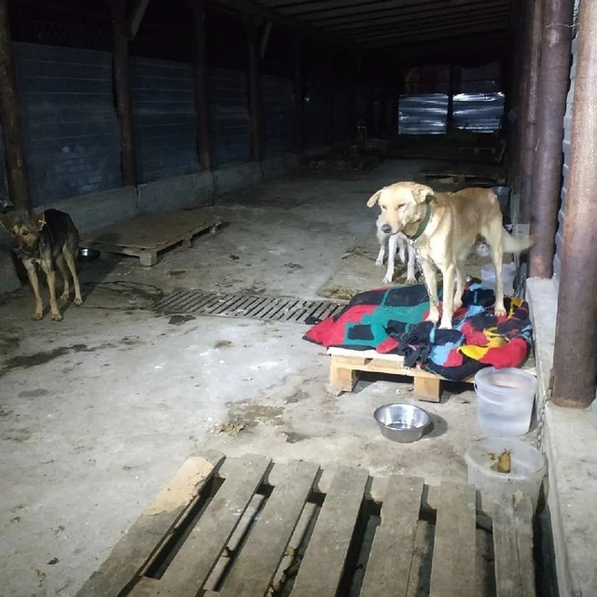 В Севастополе возобновили дело по факту жестокого обращения с животными в  приюте на Монастырском шоссе - KP.RU