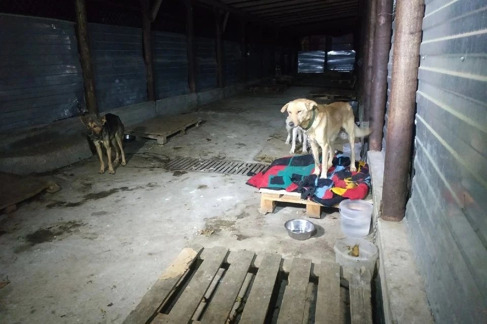 Для животных ищут помещение