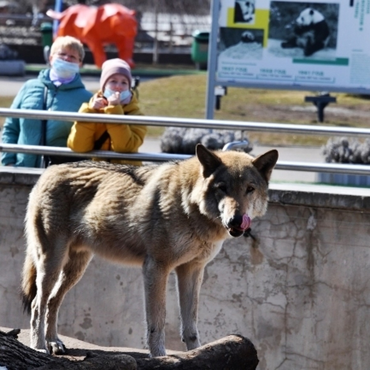 Худые, испуганные, в ранах