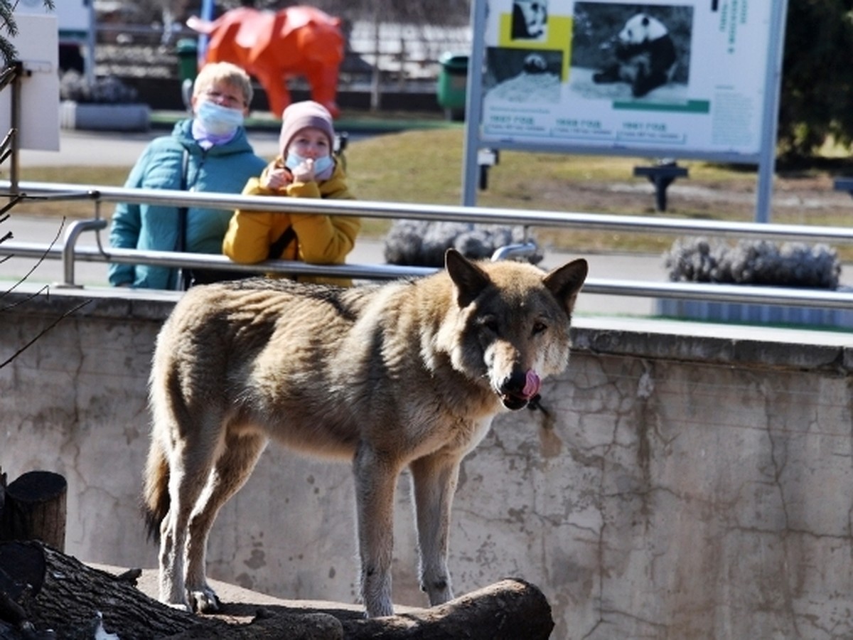 Худые, испуганные, в ранах