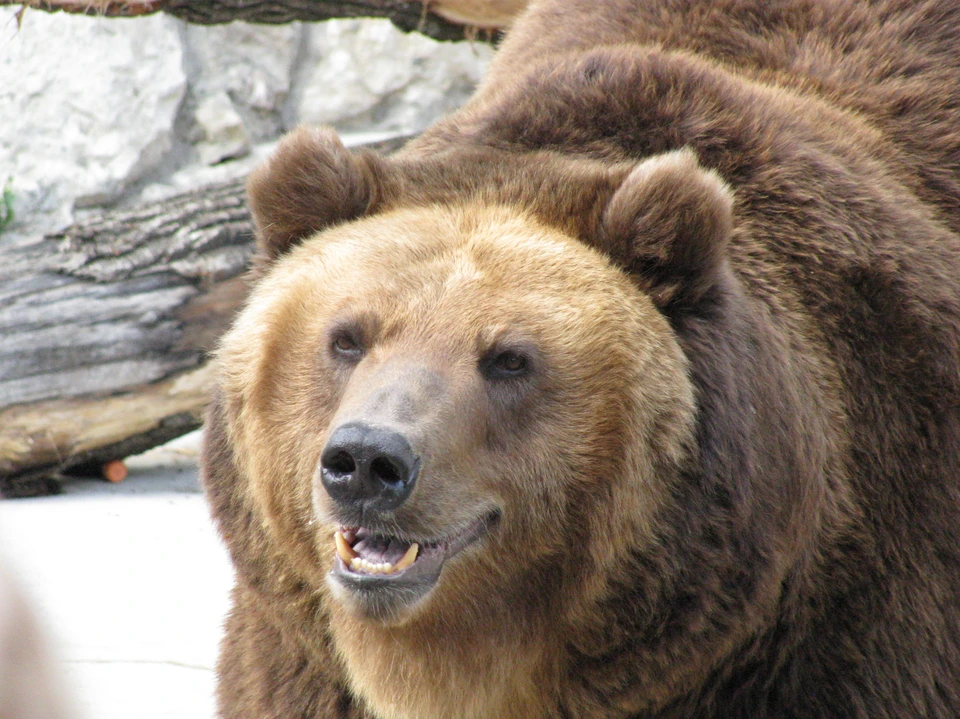 В Кузбассе жителей города предупредили о появлении голодных медведей.