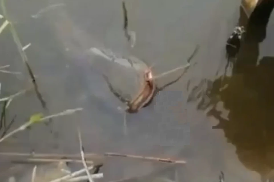 Огромную рыбину из воды вытащили с трудом. Фото: кадр из видео.