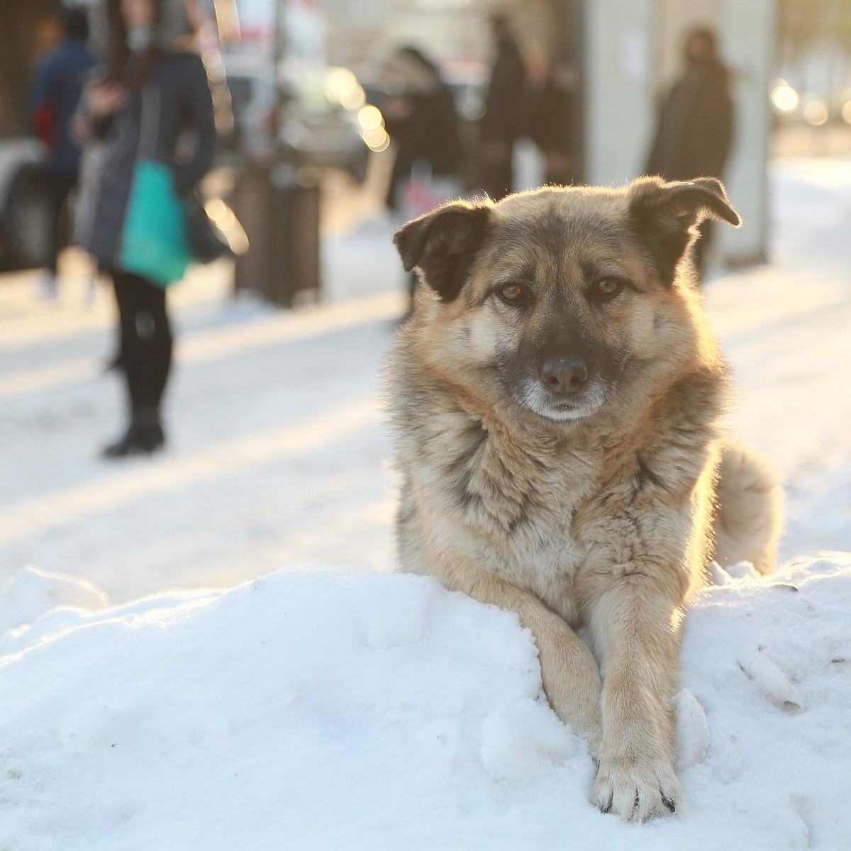 Is It A Felony To Leave A Dog Outside In The Cold