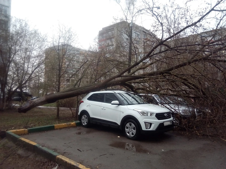 На улице Тропинина дерево упало прямо на машины.