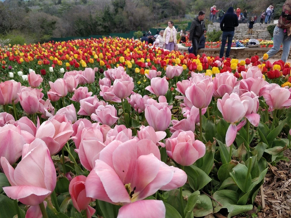 В начале мая еще будет не поздно посетить Парад тюльпанов в Никитском ботаническом саду