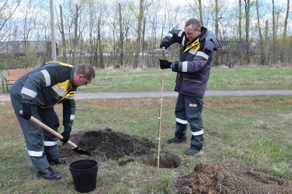 Саженцы дуба высадили в Турлатове работники Рязанской НПК.
