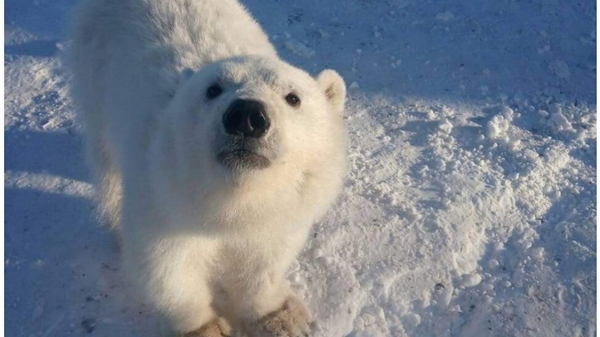 Обнимал лапами, как маму: трогательная история о медвежонке-сироте,  которого спасли в Арктике - KP.RU
