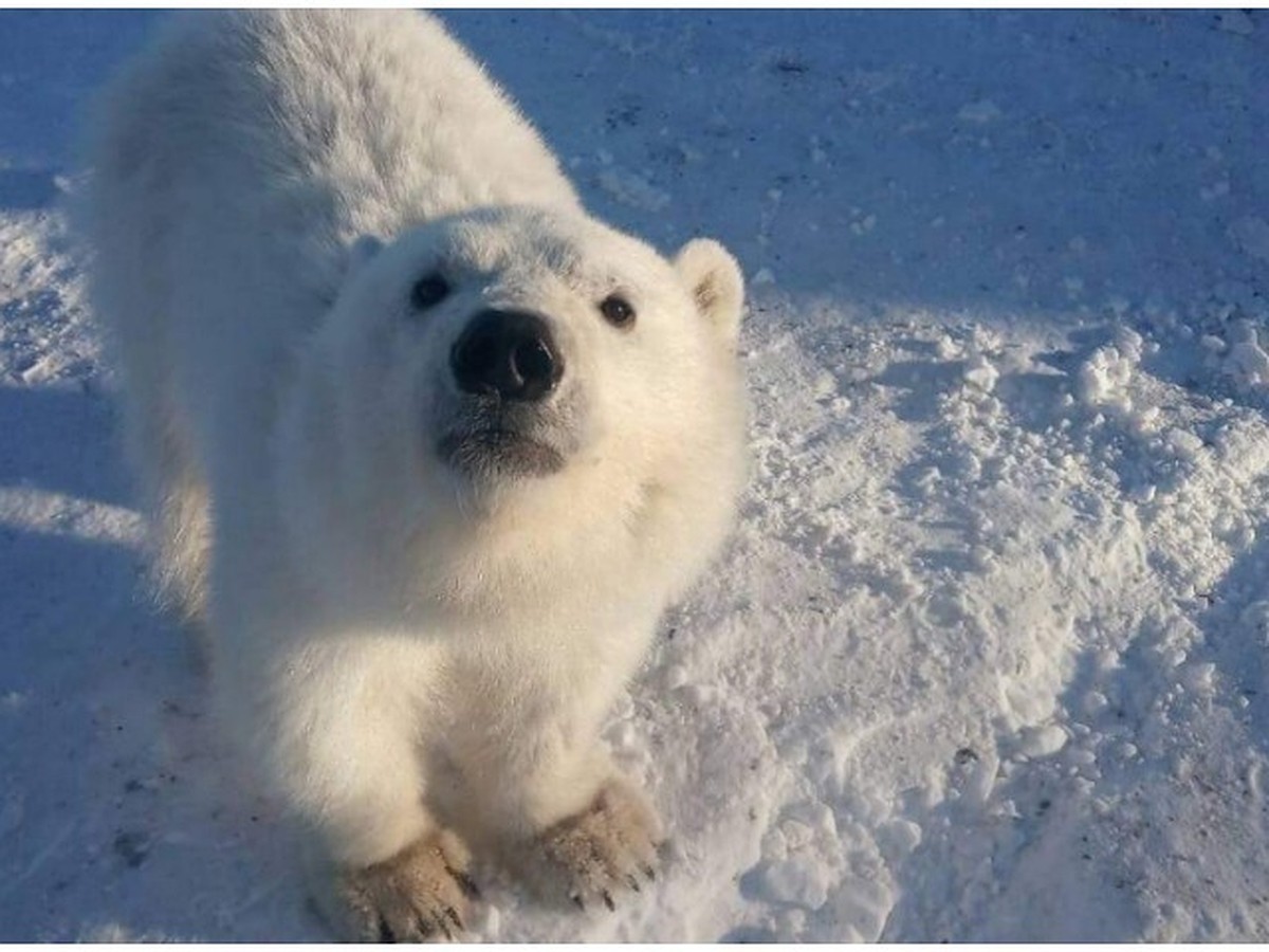 Белые медведи результаты. Гремиха белый медведь. Белый медведь Красноярский край. Белый медведь в Северной Америке. Белые медведи на Кольском полуострове.