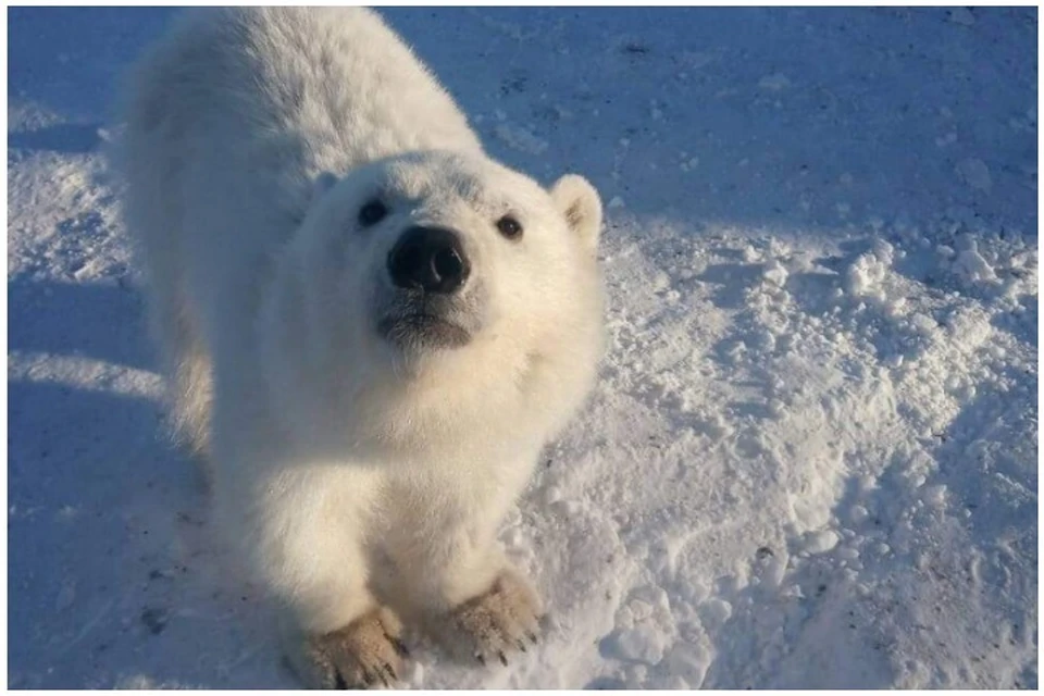 Фото Маленький белый медвежонок, более 78 качественных бесплатных стоковых фото