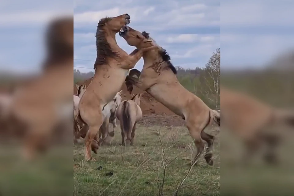 Фото: скриншот видео