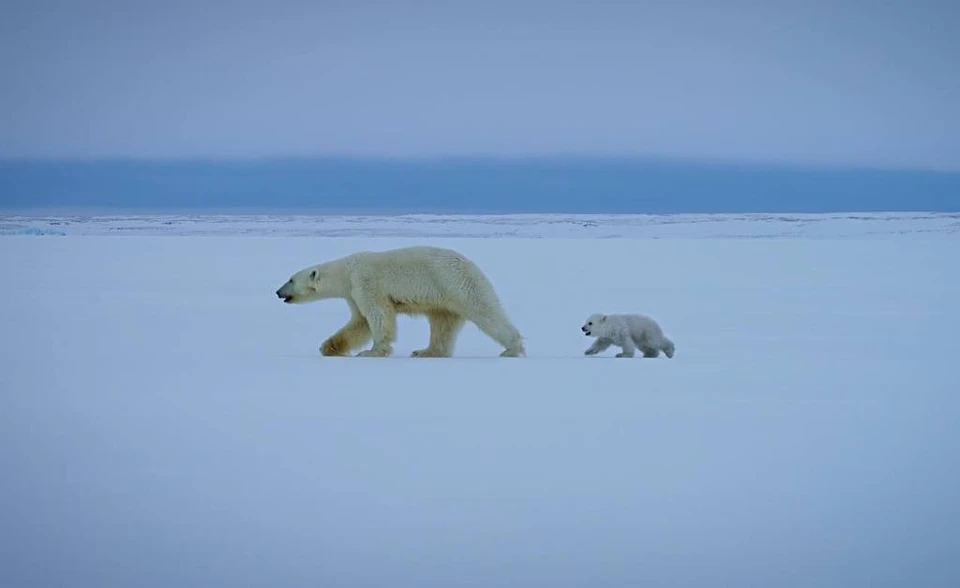 Фото: Арктический научный центр