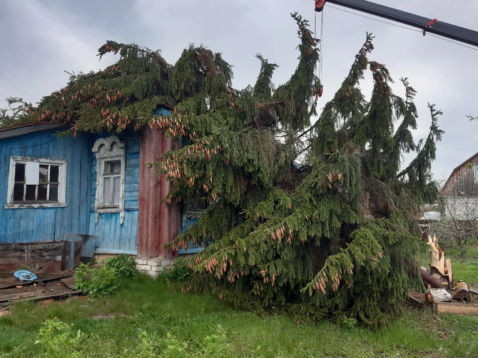 Под Рязанью мощный ветер обрушил ель на жилой дом. Фото: Полянское сельское поселение.