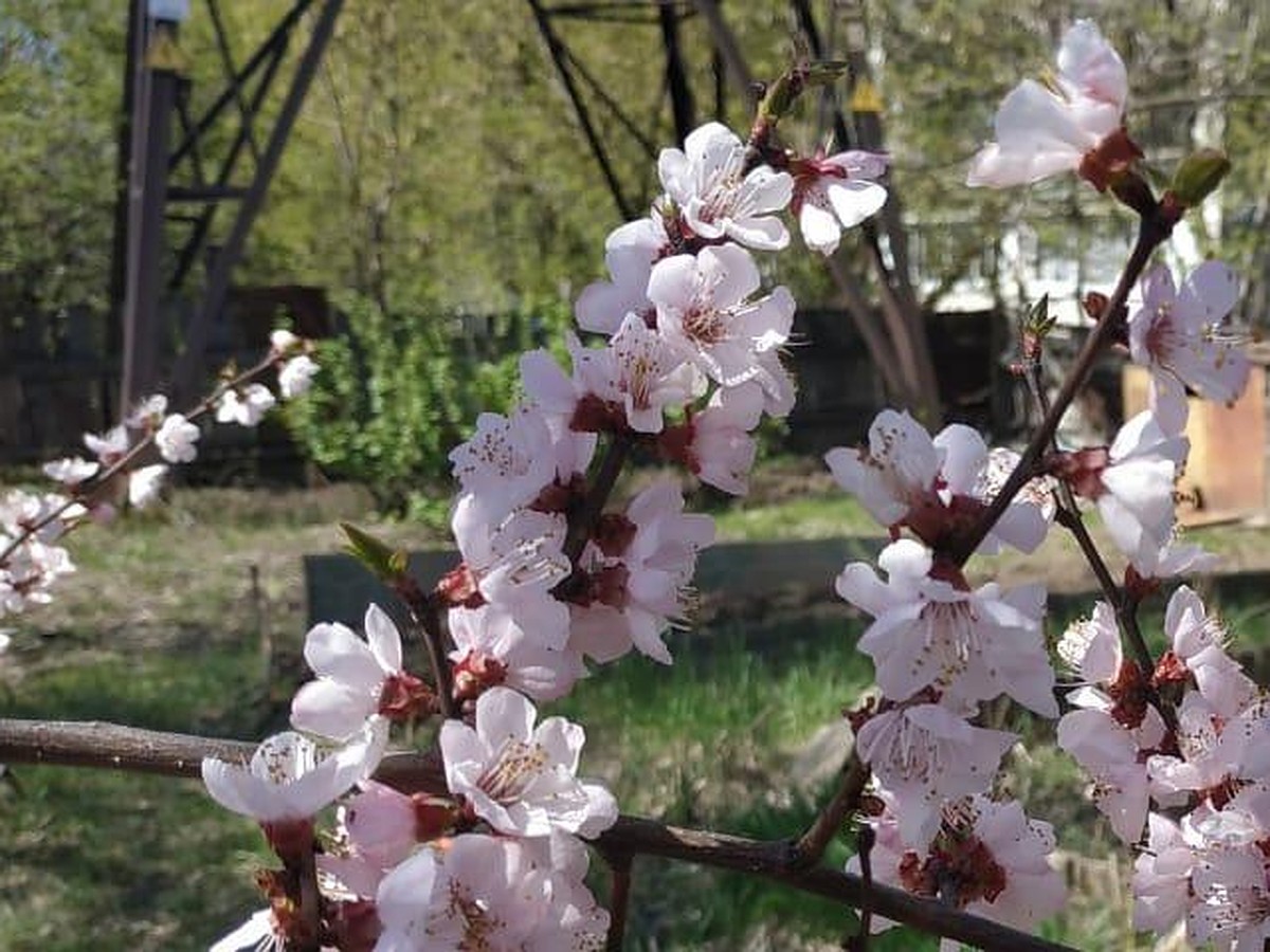 Совсем не сакура: в Хабаровске зацвели луизеания и вишня - KP.RU