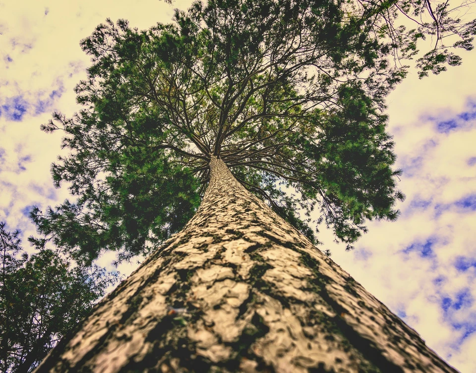 Реликтовые сосны и 300-летний тополь: ТОП-7 священных деревьев Удмуртии -  KP.RU