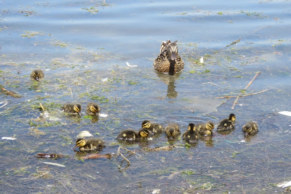 В прибрежной зоне Севастополя очень много уток. Фото: Виталий Гирагосов
