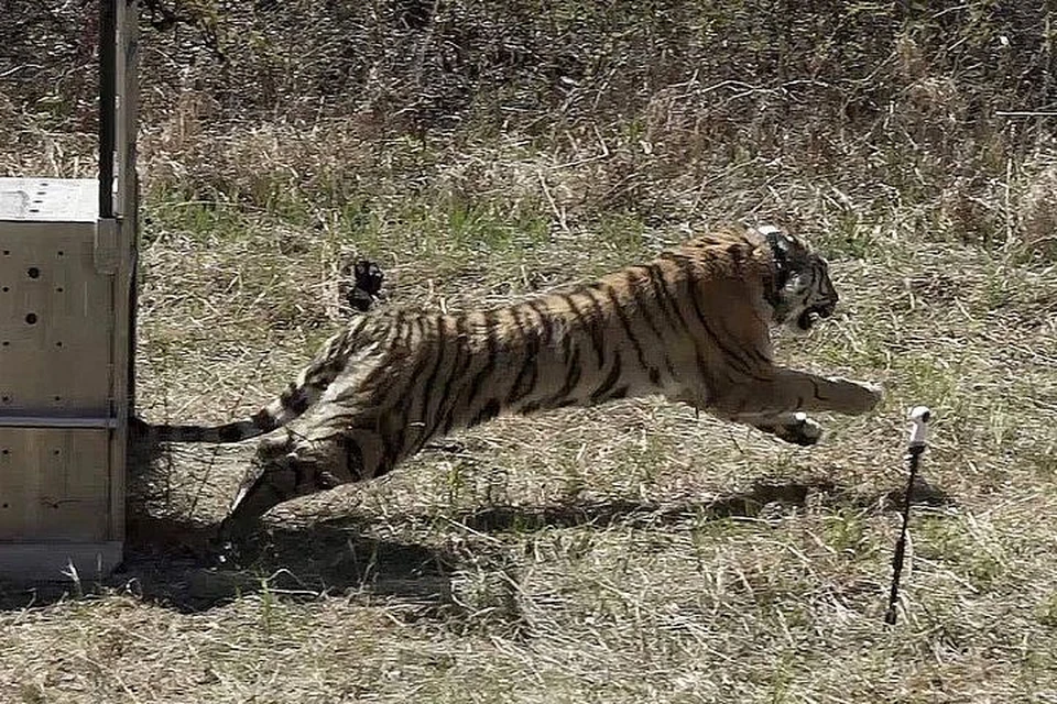 Возвращение в дикую природу спустя год реабилитации. Фото: amur-tiger.ru/Oleg Kabalik.