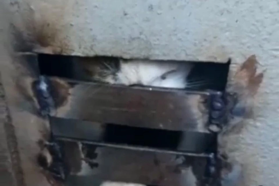 Скрин видео: @olga.king.sochi