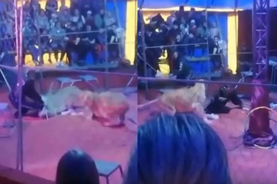 В цирке под Новосибирском львица напала на дрессировщика. Фото: Кадр из видео
