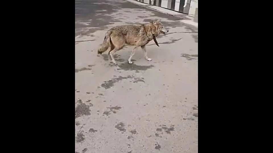 Фото: скрин из видео мэрии Красноярска