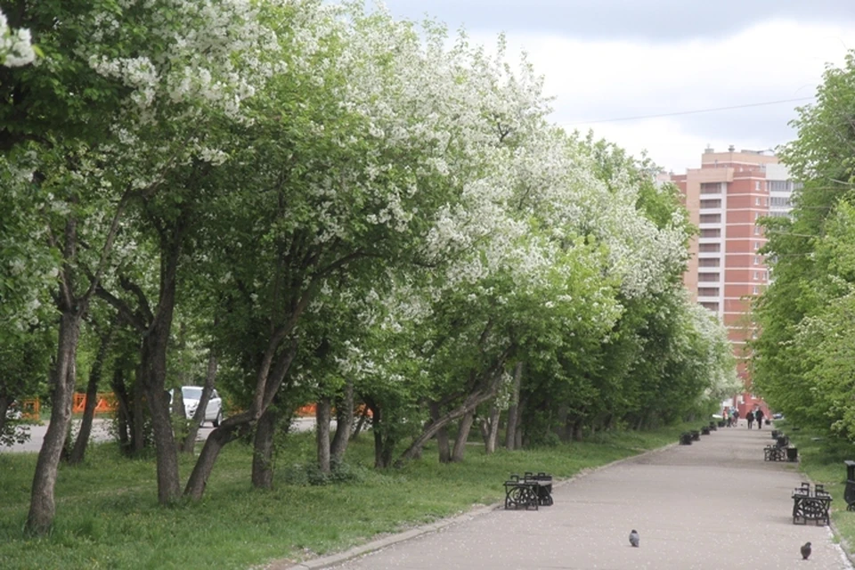 Погода в Иркутске: 31 мая в городе переменная облачность