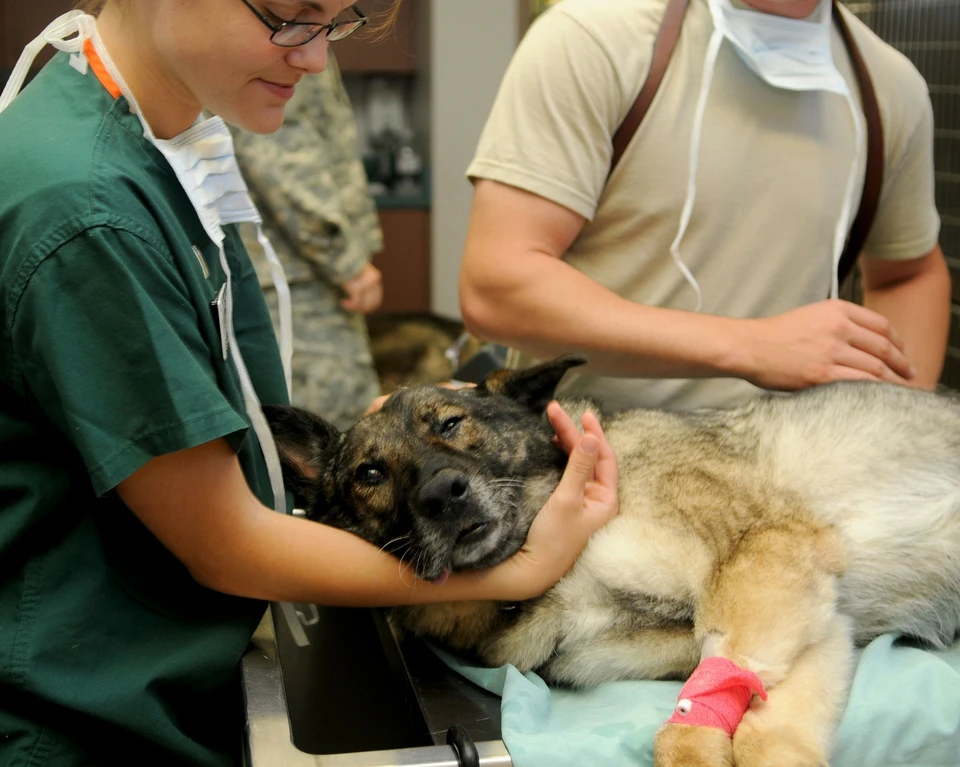 Пострадавшая собака сейчас лечится в ветеринарной клинике