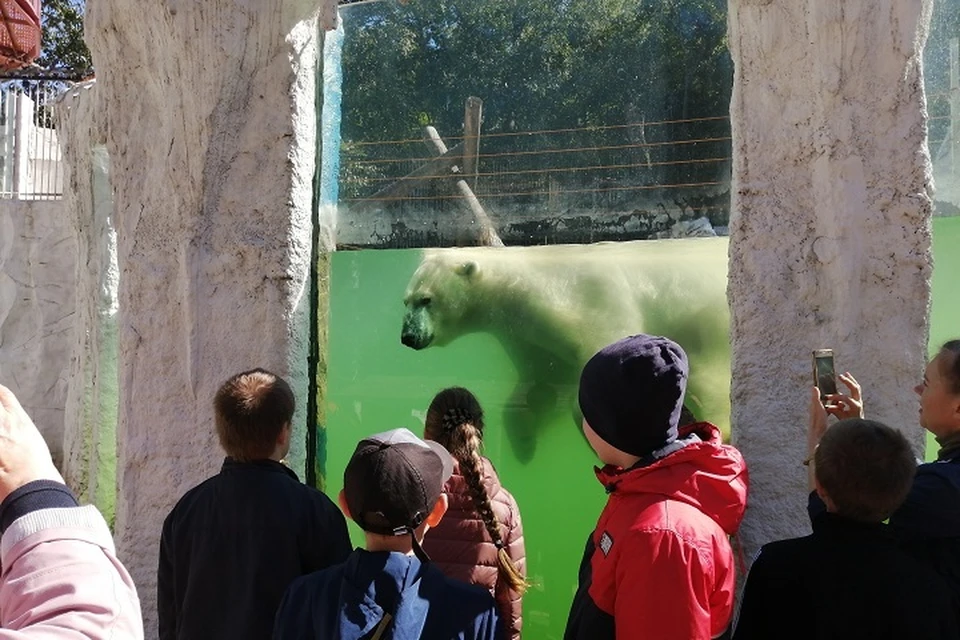 Белый медведь Хабар умер в зоосаде Хабаровска