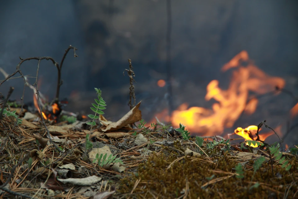 О повышении пожароопасности в лесах Иркутской области предупредили метеорологи