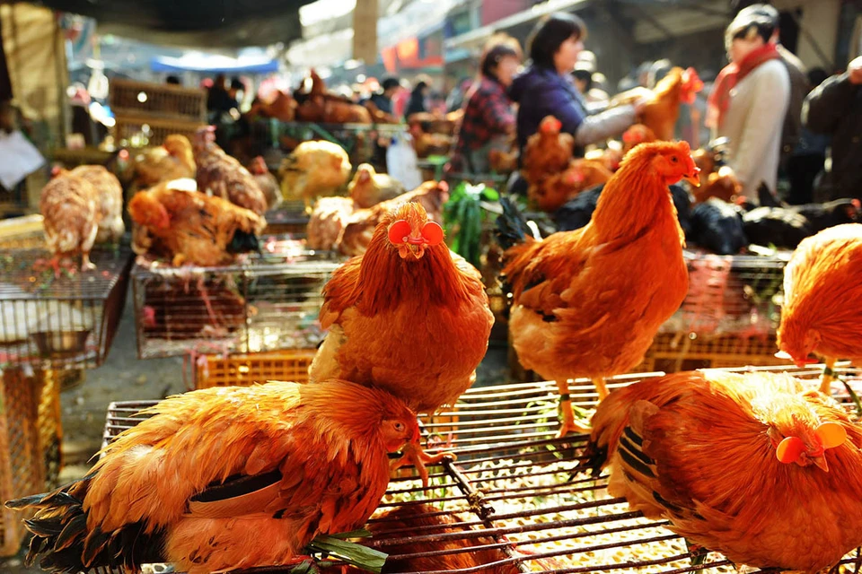 В Китае зарегистрирован первый в мире случай заражения человека вирусом птичьего гриппа H10N3.