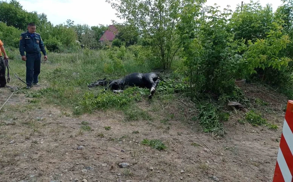 В Тюменской области спасли провалившегося в колодец жеребенка.