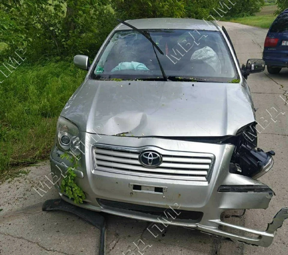 В Приднестровье из-за выбежавшего на дорогу зайца водитель врезался в  дерево - MD.KP.MEDIA