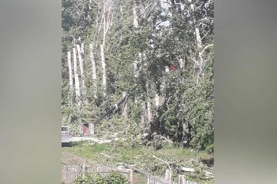 Подь Новосибирском упала люлька с рабочими, спилившими тополя. Фото: предоставлено читателем