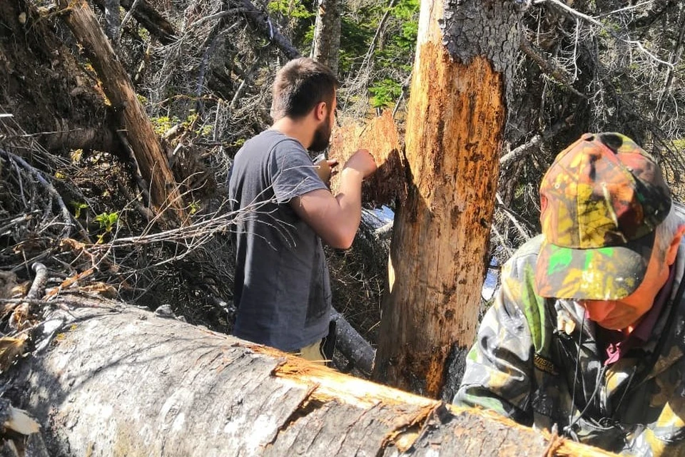 Рабочая группа исследовала массивы в трех районах. Фото: пресс-служба агентства лесного и охотничьего хозяйства Сахалинской области