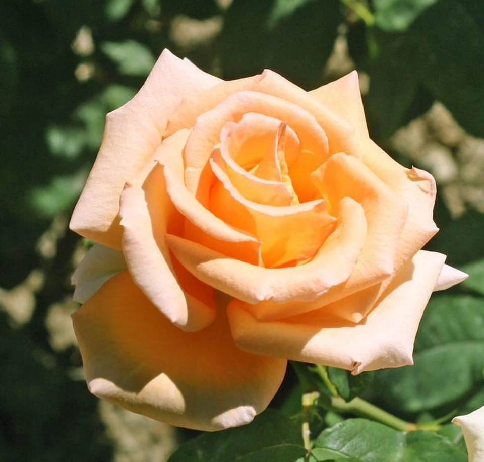 Роза - символ любви и нежности. Фото: Игорь Самусенко/Никитский ботанический сад (НБС-ННЦ РАН)/VK